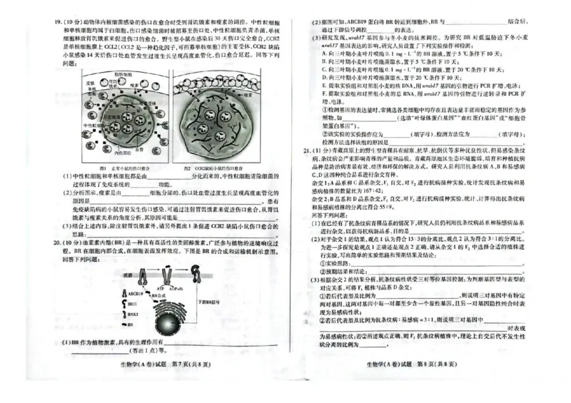 河南省天一大联考2025-2026学年高三上学期顶尖计划（二）生物试题（含答案）_2025年12月_251209河南省天一大联考顶尖计划2025-2026学年高三上学期月考（二）