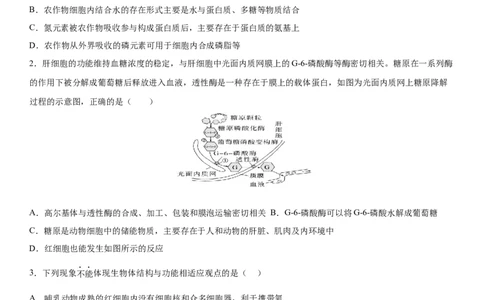 四川省成都市成华区某校2025-2026学年高三上学期12月一诊模拟生物试题_2025年12月_2512162026届四川省成都市成华区列五中学高三上学期12月一诊考前模拟（全科）