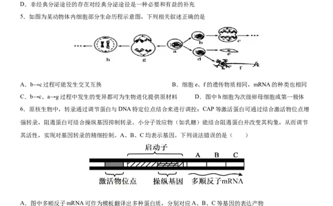四川省成都市成华区某校2025-2026学年高三上学期12月一诊模拟生物试题_2025年12月_2512162026届四川省成都市成华区列五中学高三上学期12月一诊考前模拟（全科）