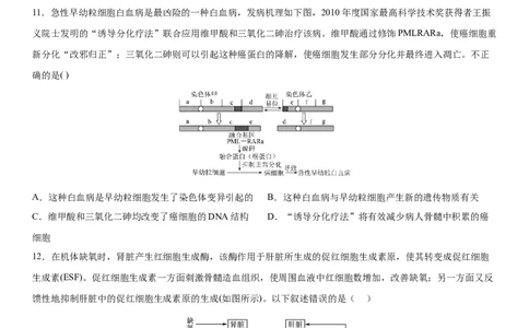 四川省成都市成华区某校2025-2026学年高三上学期12月一诊模拟生物试题_2025年12月_2512162026届四川省成都市成华区列五中学高三上学期12月一诊考前模拟（全科）
