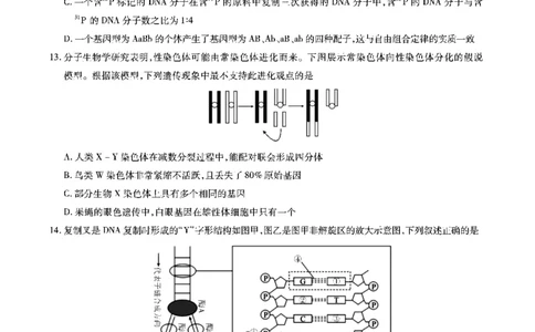 生物安徽省江淮十校2026届高三第二次考试（11月份期中质量检测）_251115安徽省江淮十校2026届高三第二次考试（11月份期中质量检测）（全科）
