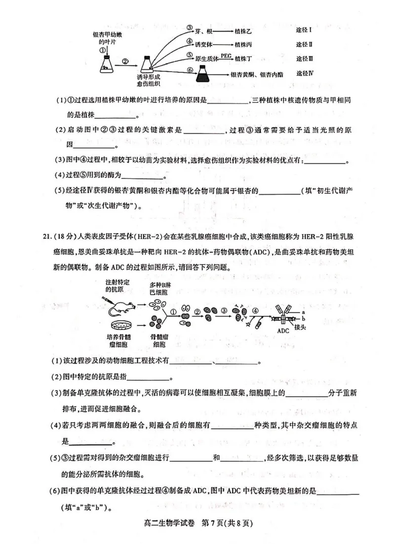 湖北省武汉市部分重点中学2024-2025学年高二下学期6月期末联考生物试卷（含答案）_2025年6月_250626湖北省（圆创教育）武汉市部分重点中学2024-2025学年高二下学期期末联考（全科）