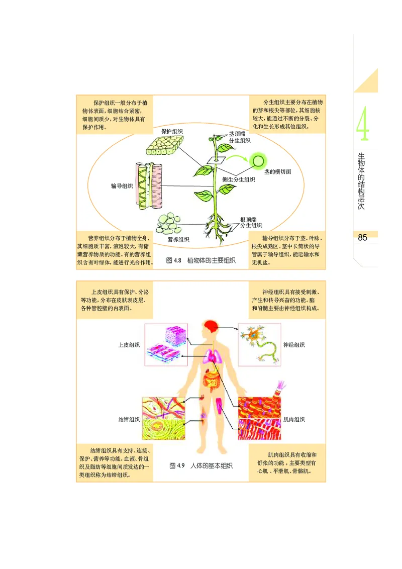 武汉版8年级科学上册高清教材_4-教培资料-26年最新资料-同步更新_初中高中教资_03科三专项（进去保存报考的学科即可）_02科三专项（笔记真题思维导图教学设计版本二）