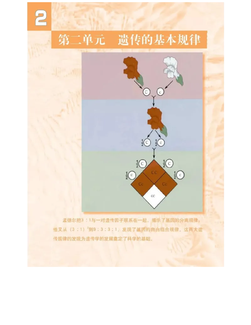 沪科版高中生物必修2《遗传与进化》电子课本_4-教培资料-26年最新资料-同步更新_初中高中教资_03科三专项（进去保存报考的学科即可）_112025高中科目（全）电子教材