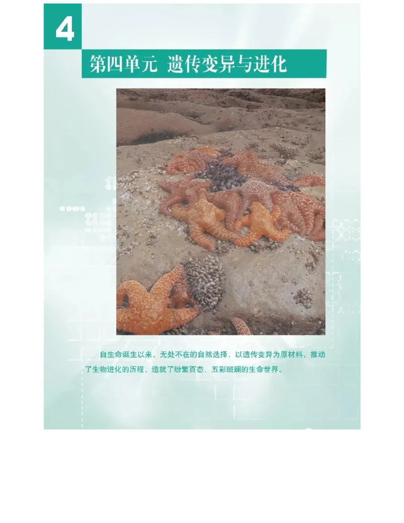 沪科版高中生物必修2《遗传与进化》电子课本_4-教培资料-26年最新资料-同步更新_初中高中教资_03科三专项（进去保存报考的学科即可）_112025高中科目（全）电子教材