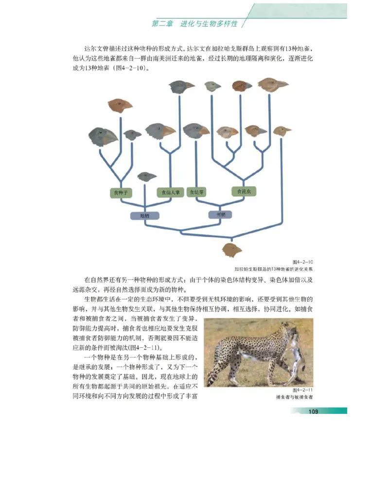 沪科版高中生物必修2《遗传与进化》电子课本_4-教培资料-26年最新资料-同步更新_初中高中教资_03科三专项（进去保存报考的学科即可）_112025高中科目（全）电子教材