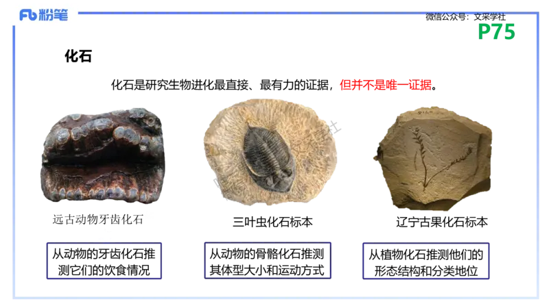 理论精讲10-遗传学3-拾光_4-教培资料-26年最新资料-同步更新_初中高中教资_03科三专项（进去保存报考的学科即可）_01科目三FB网课、三色速记手册、知识点导图等推荐_初中