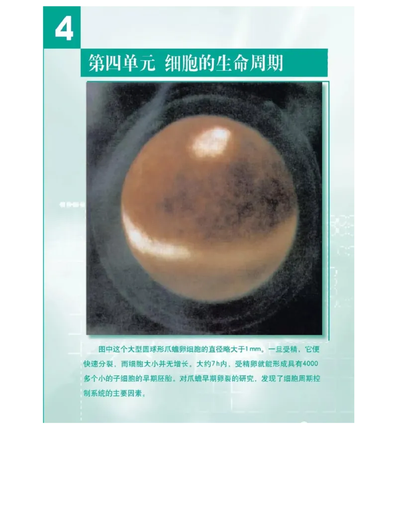 沪科版高中生物必修1《分子与细胞》电子课本_4-教培资料-26年最新资料-同步更新_初中高中教资_03科三专项（进去保存报考的学科即可）_112025高中科目（全）电子教材
