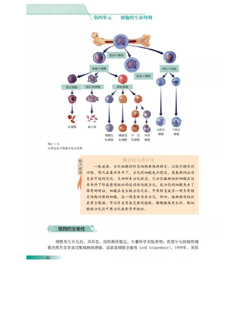 沪科版高中生物必修1《分子与细胞》电子课本_4-教培资料-26年最新资料-同步更新_初中高中教资_03科三专项（进去保存报考的学科即可）_112025高中科目（全）电子教材