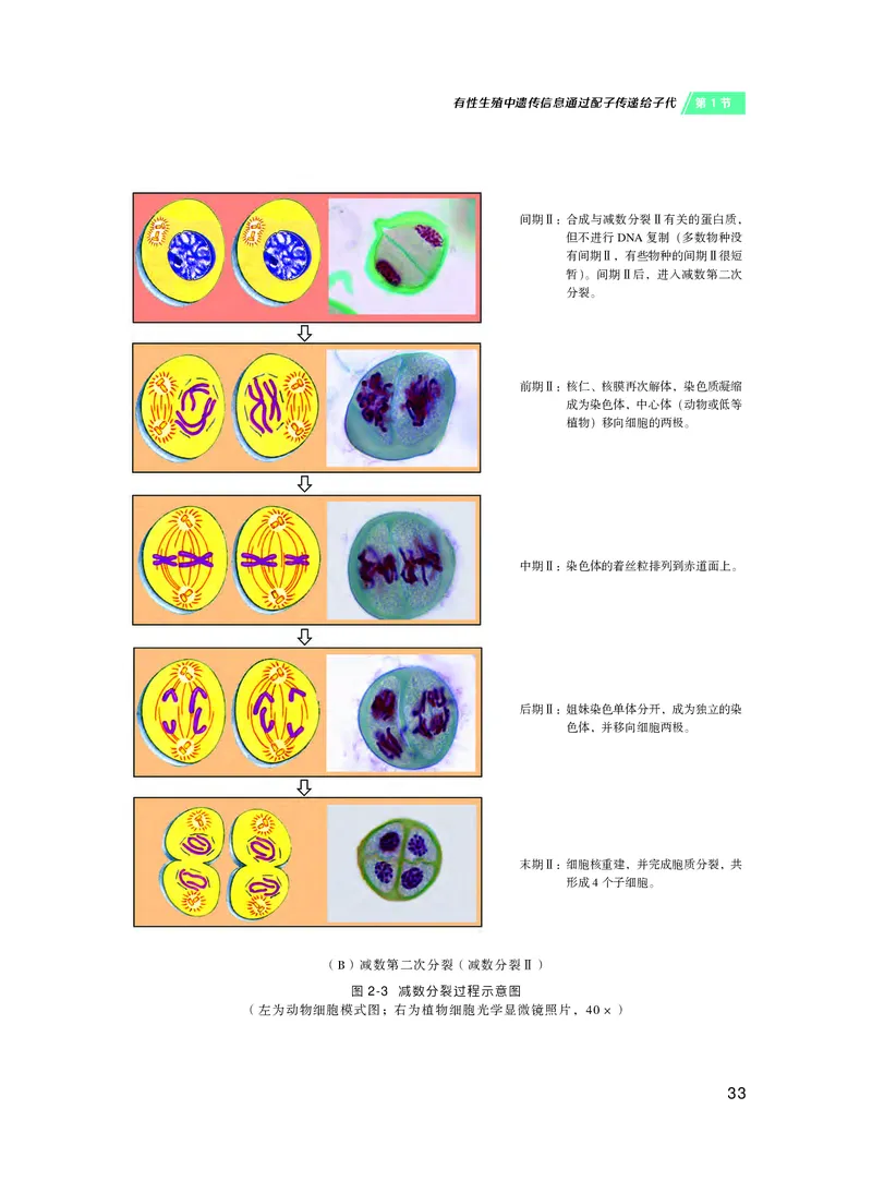 沪科技生物必修2高清教材_4-教培资料-26年最新资料-同步更新_初中高中教资_03科三专项（进去保存报考的学科即可）_02科三专项（笔记真题思维导图教学设计版本二）