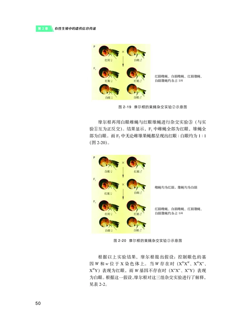 沪科技生物必修2高清教材_4-教培资料-26年最新资料-同步更新_初中高中教资_03科三专项（进去保存报考的学科即可）_02科三专项（笔记真题思维导图教学设计版本二）