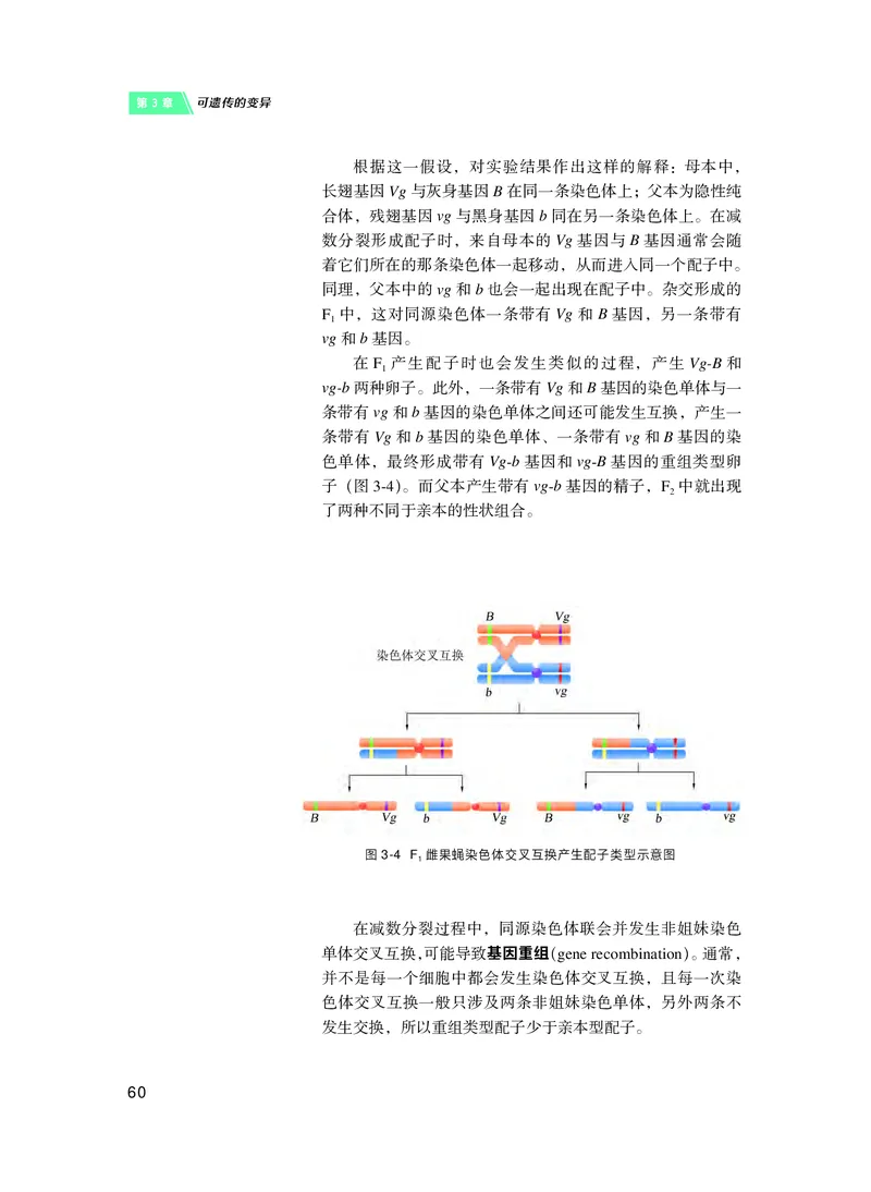 沪科技生物必修2高清教材_4-教培资料-26年最新资料-同步更新_初中高中教资_03科三专项（进去保存报考的学科即可）_02科三专项（笔记真题思维导图教学设计版本二）
