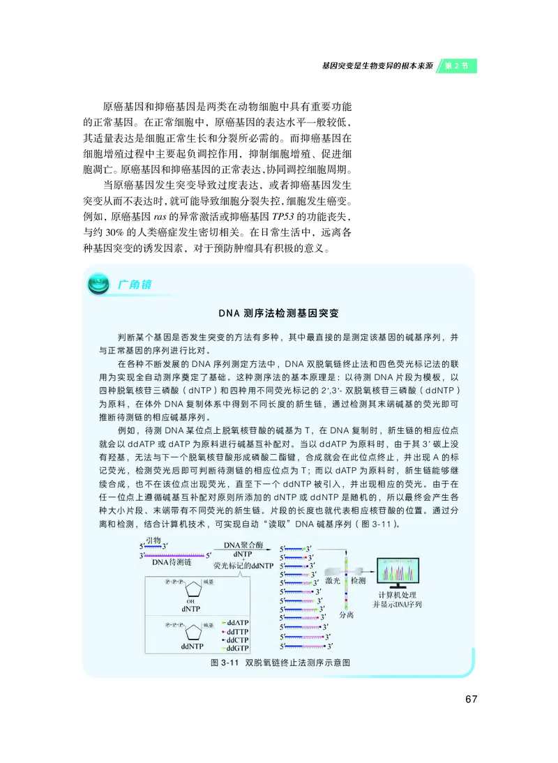 沪科技生物必修2高清教材_4-教培资料-26年最新资料-同步更新_初中高中教资_03科三专项（进去保存报考的学科即可）_02科三专项（笔记真题思维导图教学设计版本二）