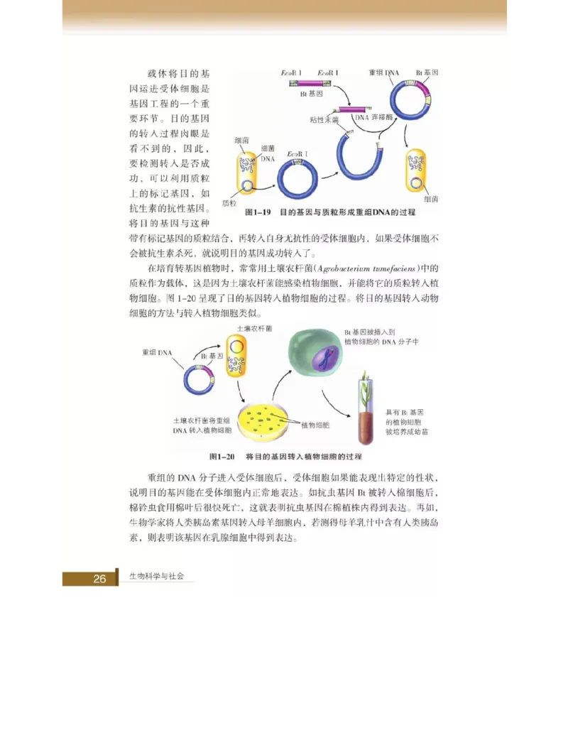 浙科版高中生物选修2《生物科学与社会》电子课本_4-教培资料-26年最新资料-同步更新_初中高中教资_03科三专项（进去保存报考的学科即可）_112025高中科目（全）电子教材