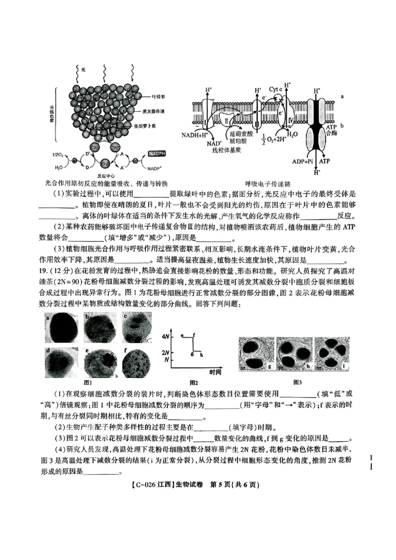 江西省九校2025-2026学年高三上学期11月期中考试生物试卷（含答案）_251120江西省九校2025-2026学年高三上学期11月期中考试（全科）