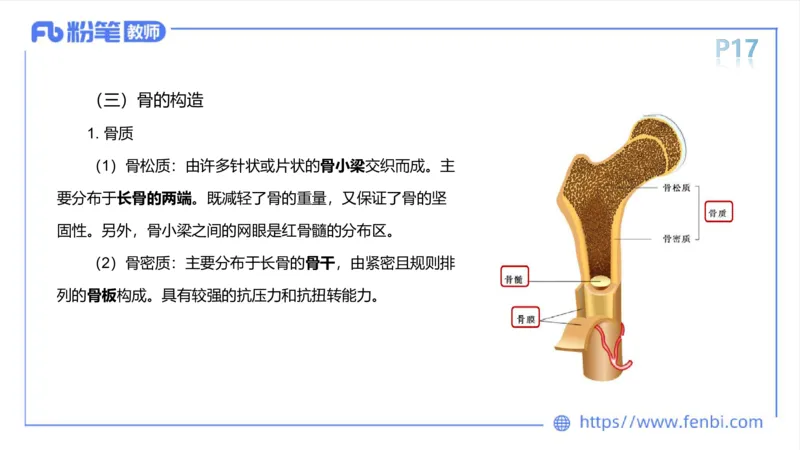 理论精讲-运动解剖学2_4-教培资料-26年最新资料-同步更新_科一科二电子资料合集中小幼（笔记真题知识点汇总等）文件多，按需保存_各机构笔记合集（中小幼）推荐_1理论精讲