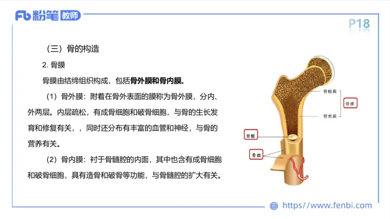理论精讲-运动解剖学2_4-教培资料-26年最新资料-同步更新_科一科二电子资料合集中小幼（笔记真题知识点汇总等）文件多，按需保存_各机构笔记合集（中小幼）推荐_1理论精讲