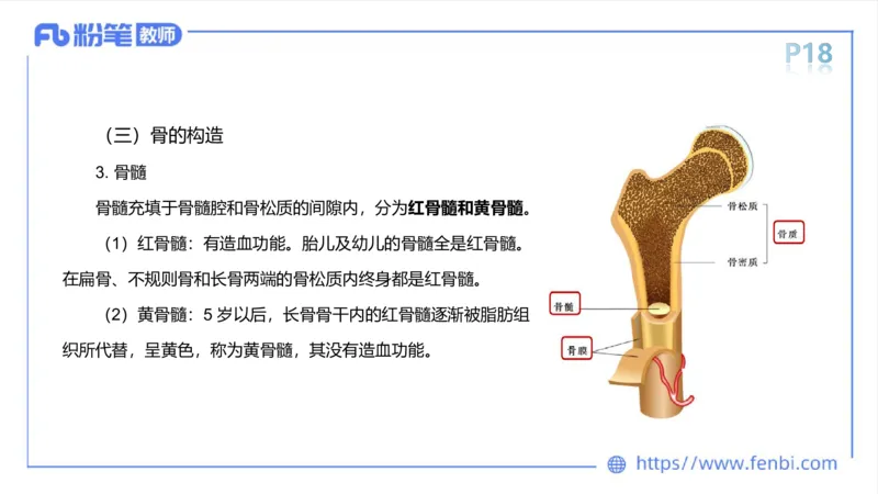 理论精讲-运动解剖学2_4-教培资料-26年最新资料-同步更新_科一科二电子资料合集中小幼（笔记真题知识点汇总等）文件多，按需保存_各机构笔记合集（中小幼）推荐_1理论精讲