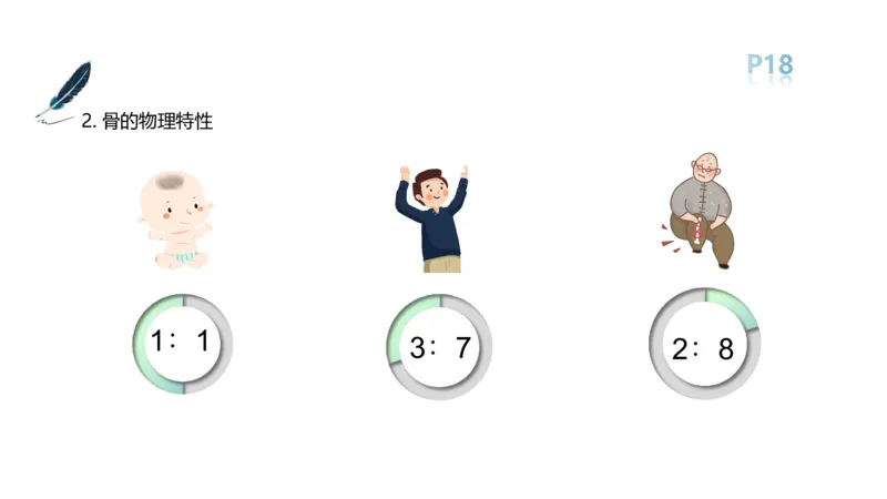 理论精讲-运动解剖学2_4-教培资料-26年最新资料-同步更新_科一科二电子资料合集中小幼（笔记真题知识点汇总等）文件多，按需保存_各机构笔记合集（中小幼）推荐_1理论精讲
