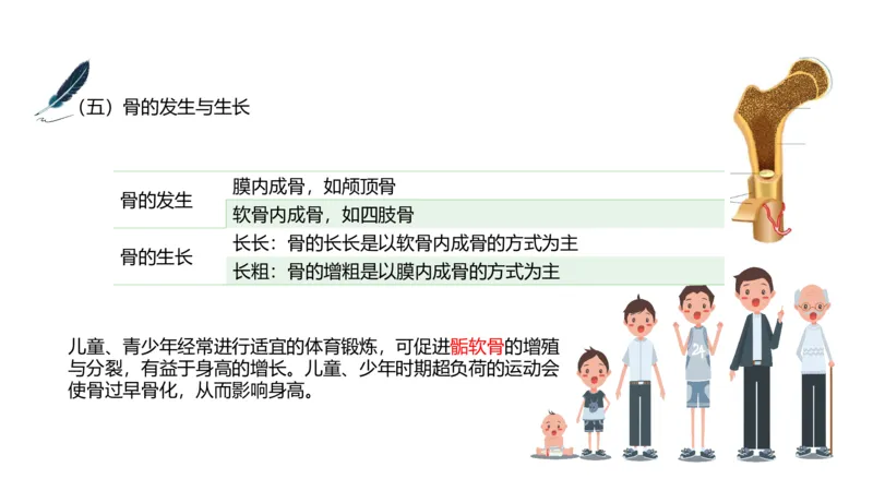 理论精讲-运动解剖学2_4-教培资料-26年最新资料-同步更新_科一科二电子资料合集中小幼（笔记真题知识点汇总等）文件多，按需保存_各机构笔记合集（中小幼）推荐_1理论精讲