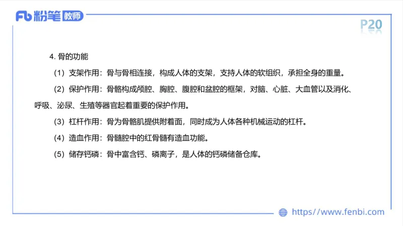 理论精讲-运动解剖学2_4-教培资料-26年最新资料-同步更新_科一科二电子资料合集中小幼（笔记真题知识点汇总等）文件多，按需保存_各机构笔记合集（中小幼）推荐_1理论精讲