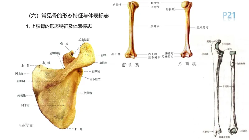 理论精讲-运动解剖学2_4-教培资料-26年最新资料-同步更新_科一科二电子资料合集中小幼（笔记真题知识点汇总等）文件多，按需保存_各机构笔记合集（中小幼）推荐_1理论精讲