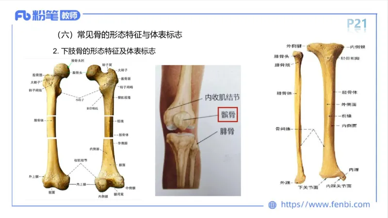 理论精讲-运动解剖学2_4-教培资料-26年最新资料-同步更新_科一科二电子资料合集中小幼（笔记真题知识点汇总等）文件多，按需保存_各机构笔记合集（中小幼）推荐_1理论精讲