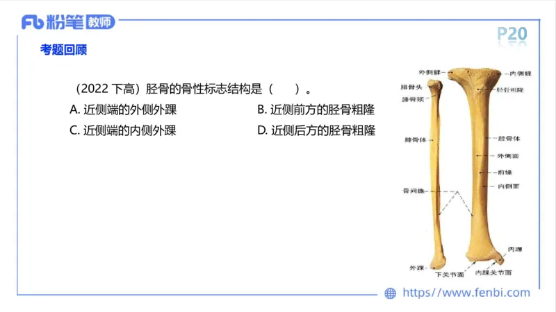 理论精讲-运动解剖学2_4-教培资料-26年最新资料-同步更新_科一科二电子资料合集中小幼（笔记真题知识点汇总等）文件多，按需保存_各机构笔记合集（中小幼）推荐_1理论精讲