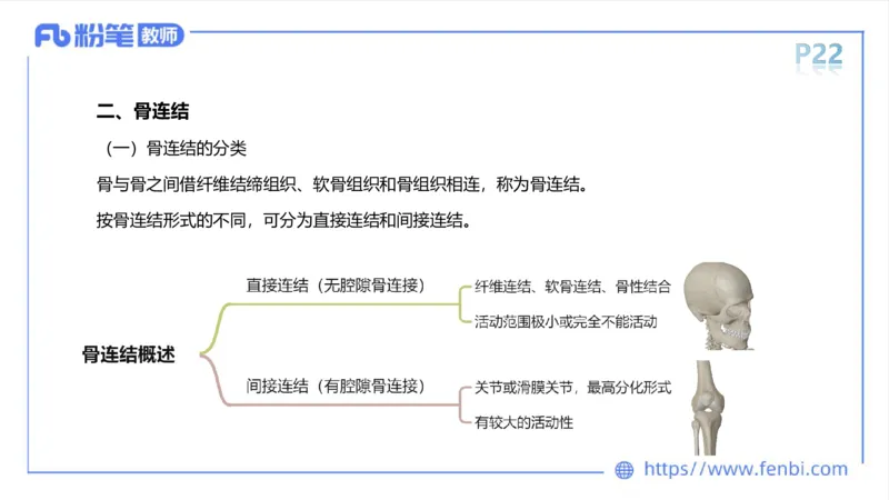 理论精讲-运动解剖学2_4-教培资料-26年最新资料-同步更新_科一科二电子资料合集中小幼（笔记真题知识点汇总等）文件多，按需保存_各机构笔记合集（中小幼）推荐_1理论精讲