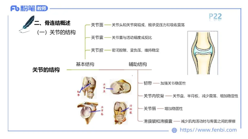 理论精讲-运动解剖学2_4-教培资料-26年最新资料-同步更新_科一科二电子资料合集中小幼（笔记真题知识点汇总等）文件多，按需保存_各机构笔记合集（中小幼）推荐_1理论精讲