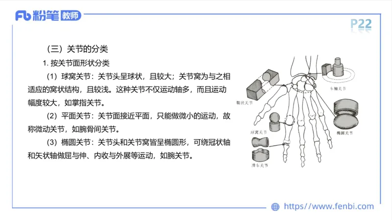 理论精讲-运动解剖学2_4-教培资料-26年最新资料-同步更新_科一科二电子资料合集中小幼（笔记真题知识点汇总等）文件多，按需保存_各机构笔记合集（中小幼）推荐_1理论精讲