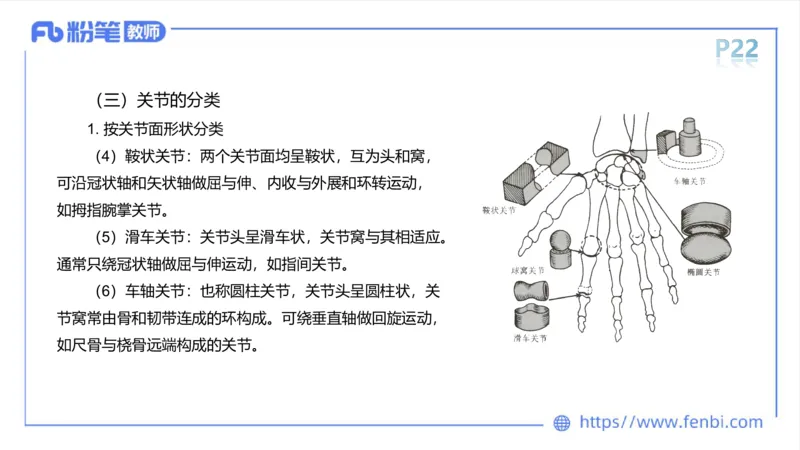 理论精讲-运动解剖学2_4-教培资料-26年最新资料-同步更新_科一科二电子资料合集中小幼（笔记真题知识点汇总等）文件多，按需保存_各机构笔记合集（中小幼）推荐_1理论精讲