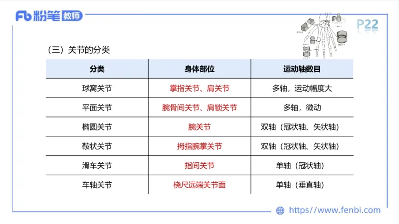 理论精讲-运动解剖学2_4-教培资料-26年最新资料-同步更新_科一科二电子资料合集中小幼（笔记真题知识点汇总等）文件多，按需保存_各机构笔记合集（中小幼）推荐_1理论精讲