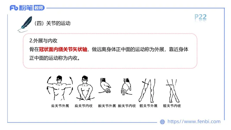理论精讲-运动解剖学2_4-教培资料-26年最新资料-同步更新_科一科二电子资料合集中小幼（笔记真题知识点汇总等）文件多，按需保存_各机构笔记合集（中小幼）推荐_1理论精讲