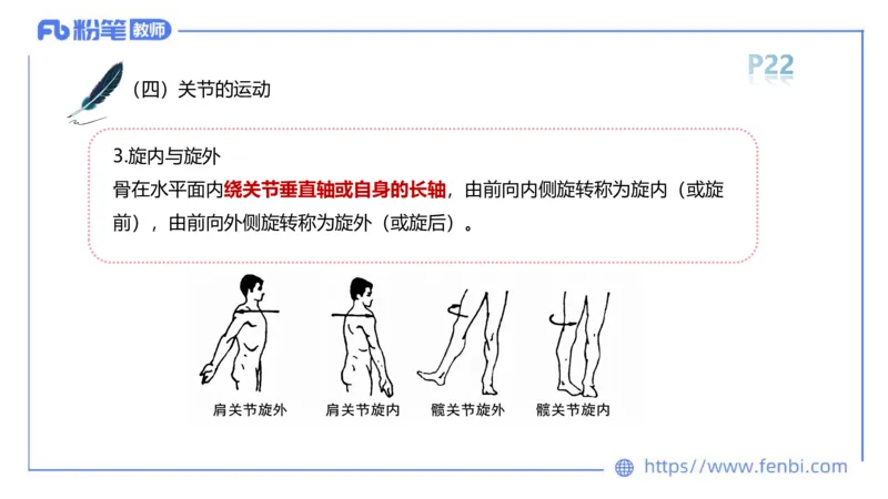 理论精讲-运动解剖学2_4-教培资料-26年最新资料-同步更新_科一科二电子资料合集中小幼（笔记真题知识点汇总等）文件多，按需保存_各机构笔记合集（中小幼）推荐_1理论精讲
