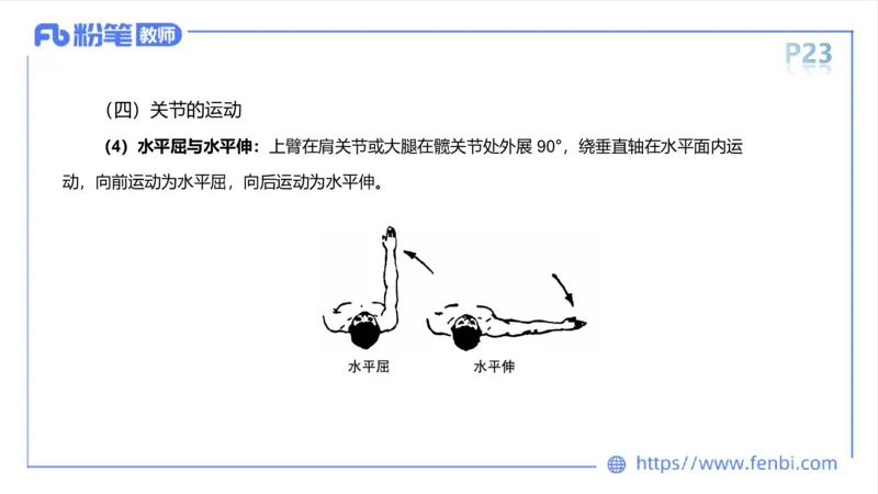 理论精讲-运动解剖学2_4-教培资料-26年最新资料-同步更新_科一科二电子资料合集中小幼（笔记真题知识点汇总等）文件多，按需保存_各机构笔记合集（中小幼）推荐_1理论精讲
