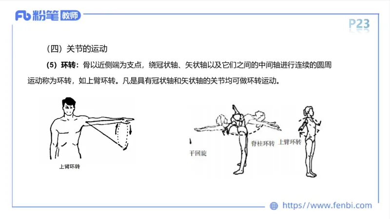 理论精讲-运动解剖学2_4-教培资料-26年最新资料-同步更新_科一科二电子资料合集中小幼（笔记真题知识点汇总等）文件多，按需保存_各机构笔记合集（中小幼）推荐_1理论精讲