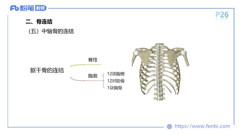 理论精讲-运动解剖学2_4-教培资料-26年最新资料-同步更新_科一科二电子资料合集中小幼（笔记真题知识点汇总等）文件多，按需保存_各机构笔记合集（中小幼）推荐_1理论精讲