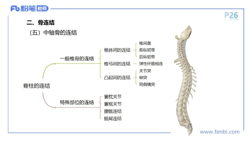 理论精讲-运动解剖学2_4-教培资料-26年最新资料-同步更新_科一科二电子资料合集中小幼（笔记真题知识点汇总等）文件多，按需保存_各机构笔记合集（中小幼）推荐_1理论精讲
