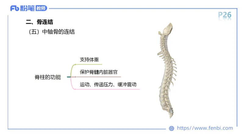 理论精讲-运动解剖学2_4-教培资料-26年最新资料-同步更新_科一科二电子资料合集中小幼（笔记真题知识点汇总等）文件多，按需保存_各机构笔记合集（中小幼）推荐_1理论精讲