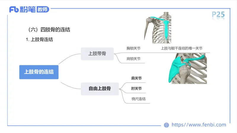 理论精讲-运动解剖学2_4-教培资料-26年最新资料-同步更新_科一科二电子资料合集中小幼（笔记真题知识点汇总等）文件多，按需保存_各机构笔记合集（中小幼）推荐_1理论精讲