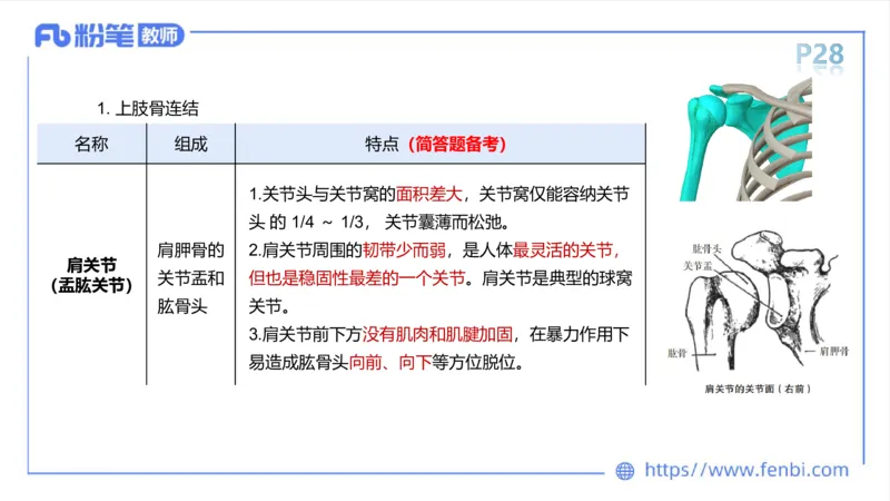 理论精讲-运动解剖学2_4-教培资料-26年最新资料-同步更新_科一科二电子资料合集中小幼（笔记真题知识点汇总等）文件多，按需保存_各机构笔记合集（中小幼）推荐_1理论精讲