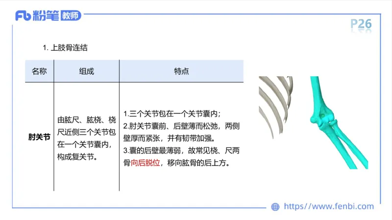 理论精讲-运动解剖学2_4-教培资料-26年最新资料-同步更新_科一科二电子资料合集中小幼（笔记真题知识点汇总等）文件多，按需保存_各机构笔记合集（中小幼）推荐_1理论精讲