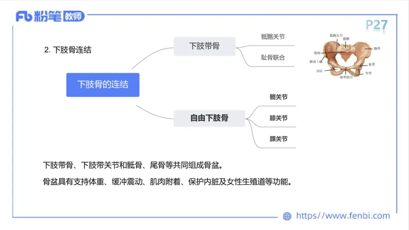 理论精讲-运动解剖学2_4-教培资料-26年最新资料-同步更新_科一科二电子资料合集中小幼（笔记真题知识点汇总等）文件多，按需保存_各机构笔记合集（中小幼）推荐_1理论精讲