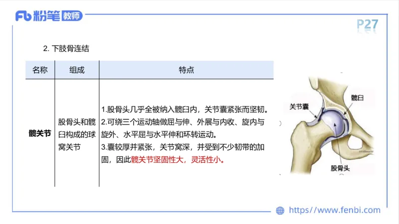 理论精讲-运动解剖学2_4-教培资料-26年最新资料-同步更新_科一科二电子资料合集中小幼（笔记真题知识点汇总等）文件多，按需保存_各机构笔记合集（中小幼）推荐_1理论精讲