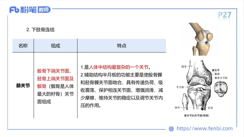 理论精讲-运动解剖学2_4-教培资料-26年最新资料-同步更新_科一科二电子资料合集中小幼（笔记真题知识点汇总等）文件多，按需保存_各机构笔记合集（中小幼）推荐_1理论精讲