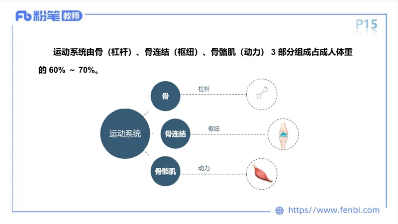 理论精讲-运动解剖学2_4-教培资料-26年最新资料-同步更新_科一科二电子资料合集中小幼（笔记真题知识点汇总等）文件多，按需保存_各机构笔记合集（中小幼）推荐_1理论精讲