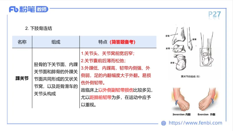 理论精讲-运动解剖学2_4-教培资料-26年最新资料-同步更新_科一科二电子资料合集中小幼（笔记真题知识点汇总等）文件多，按需保存_各机构笔记合集（中小幼）推荐_1理论精讲