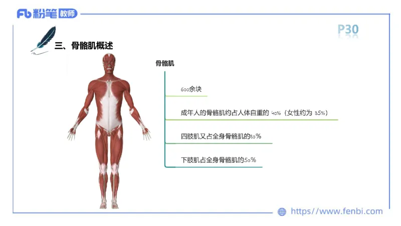 理论精讲-运动解剖学2_4-教培资料-26年最新资料-同步更新_科一科二电子资料合集中小幼（笔记真题知识点汇总等）文件多，按需保存_各机构笔记合集（中小幼）推荐_1理论精讲