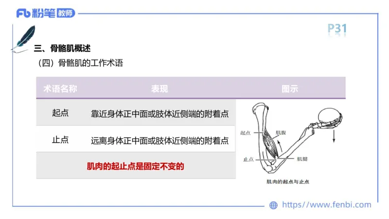理论精讲-运动解剖学2_4-教培资料-26年最新资料-同步更新_科一科二电子资料合集中小幼（笔记真题知识点汇总等）文件多，按需保存_各机构笔记合集（中小幼）推荐_1理论精讲